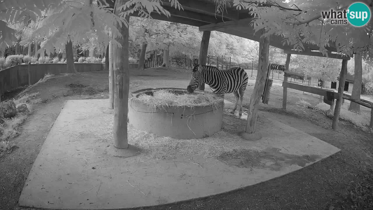 Live Webcam Zebras in Ljubljana ZOO – Slowenien
