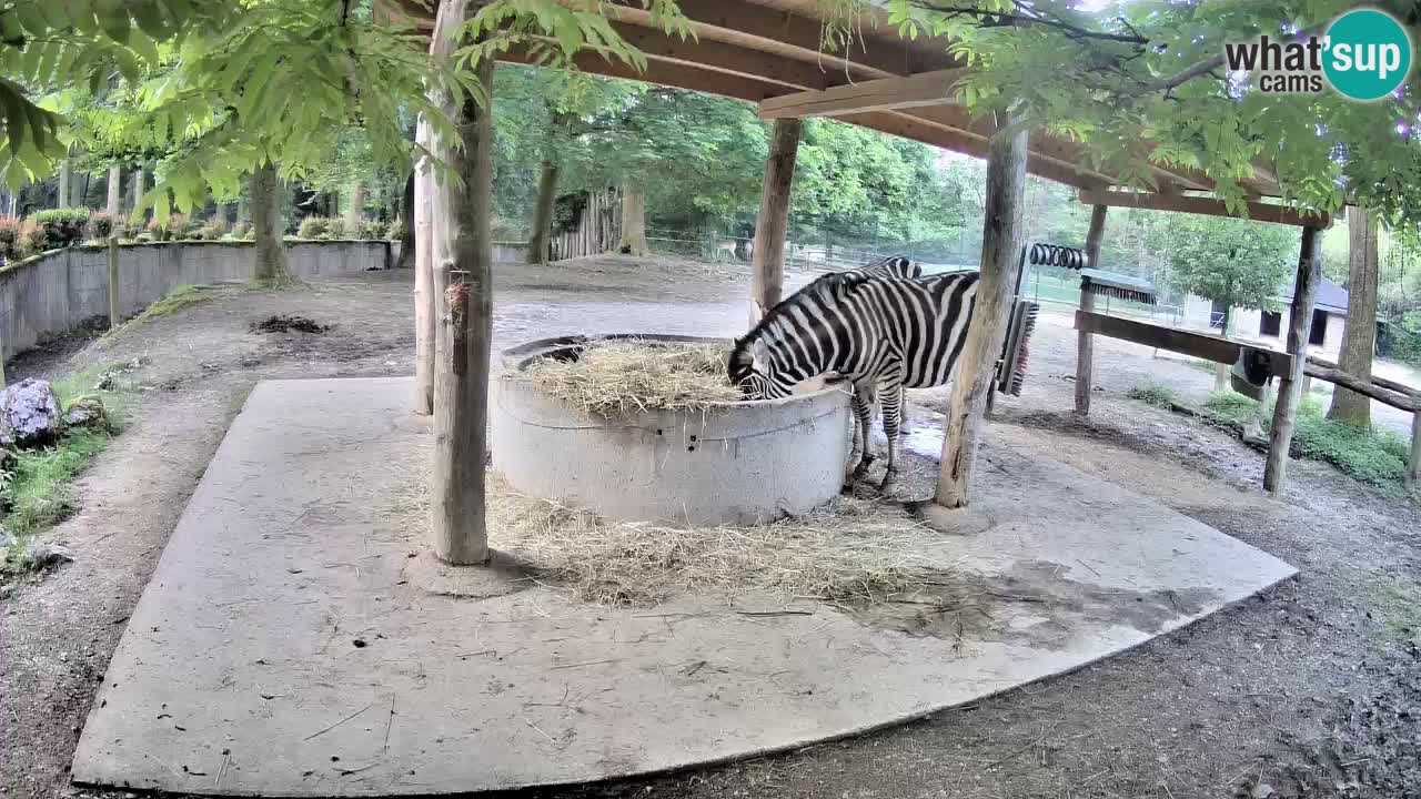 Le Zebre nello ZOO di Ljubljana – Slovenia Live webcam