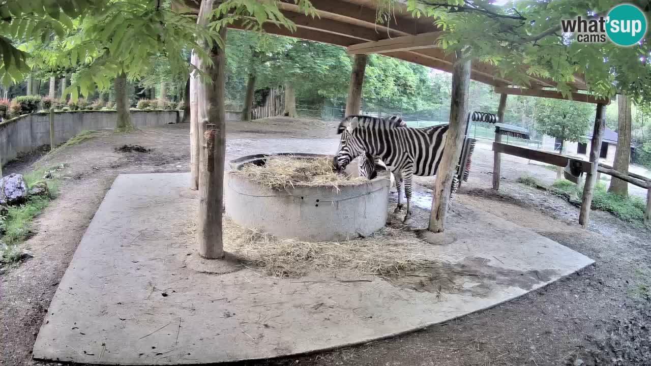 Live webcam Zebras in Ljubljana ZOO – Slovenia