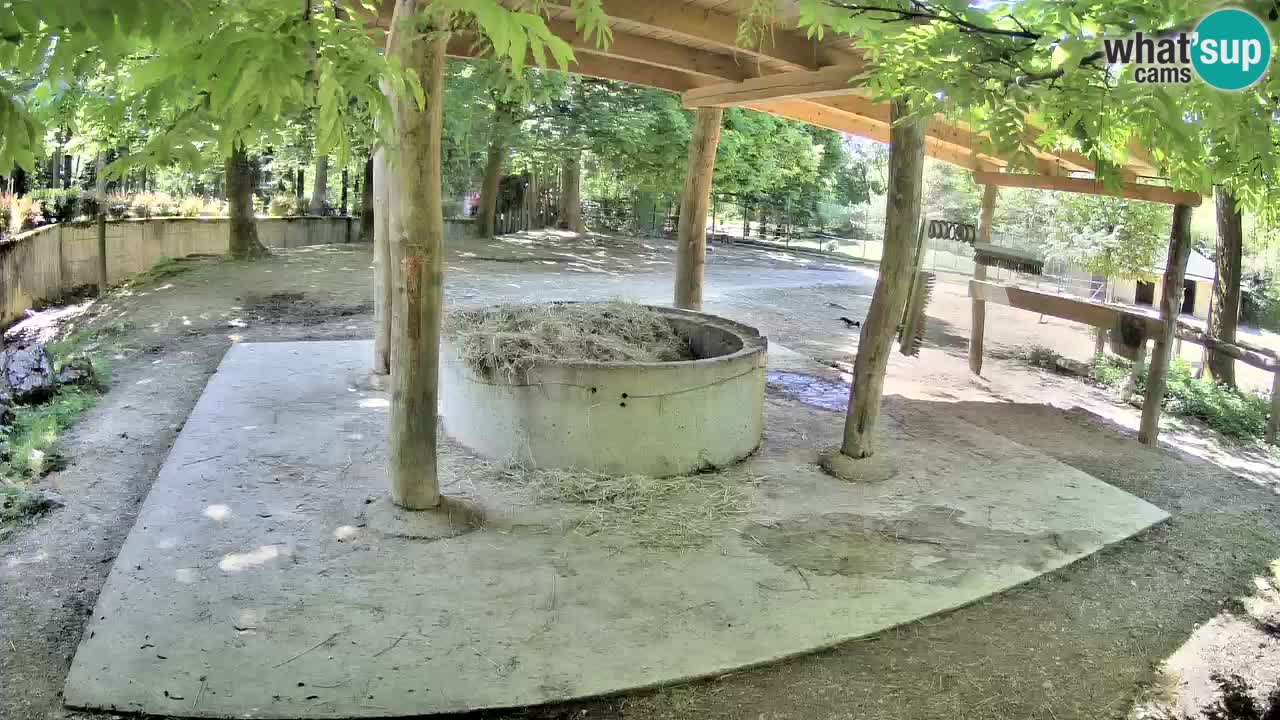 Live Webcam Zebras in Ljubljana ZOO – Slowenien