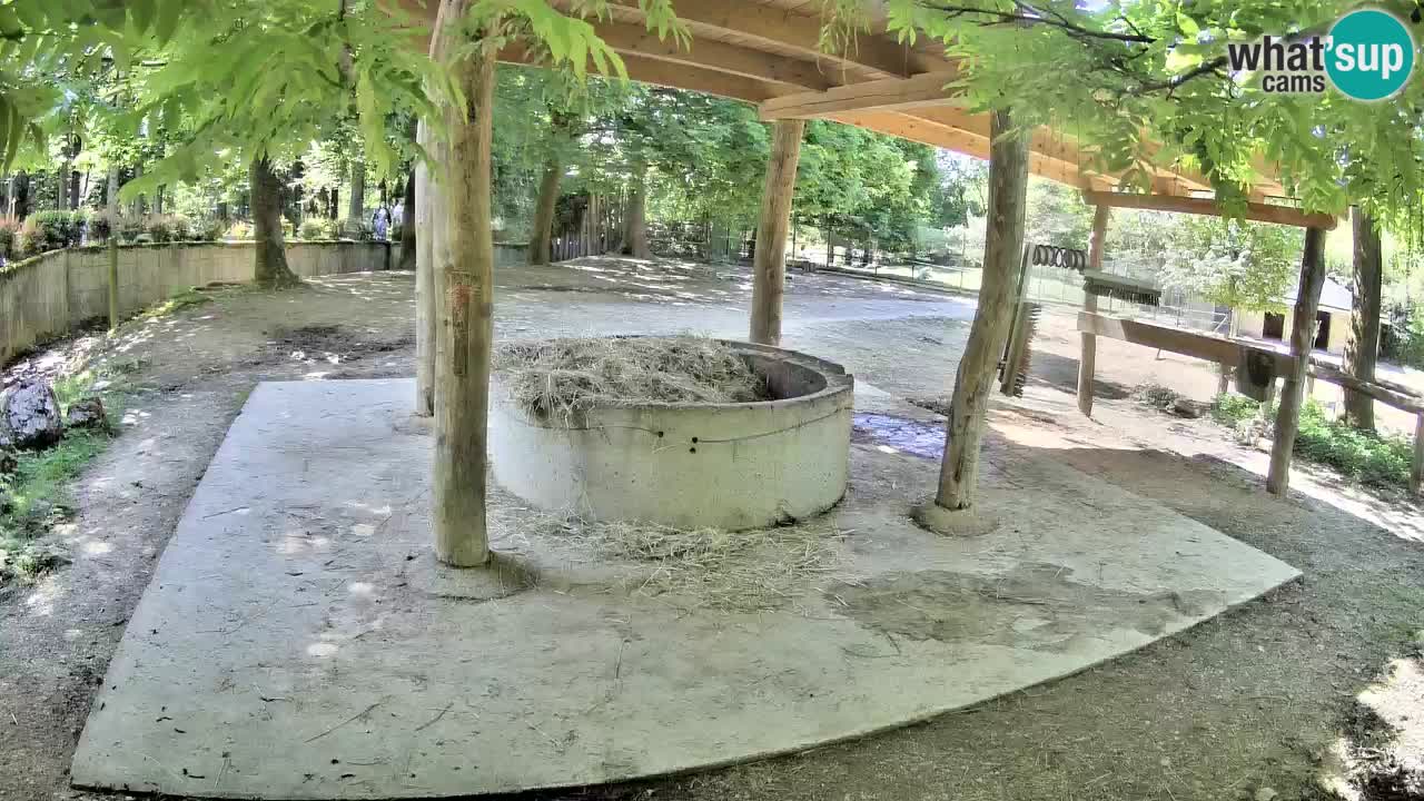 Zebre v živo v živalskem vrtu Ljubljana ZOO spletne kamere