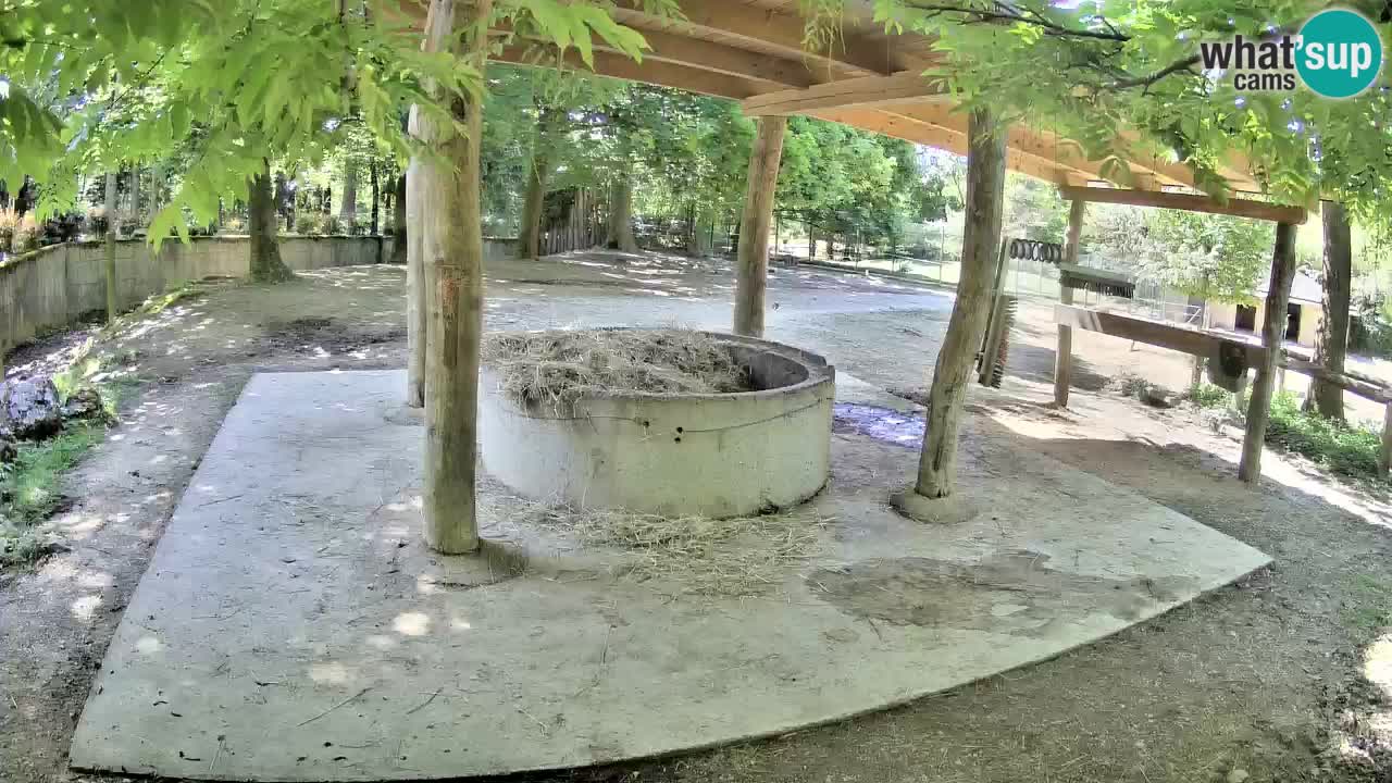 Le Zebre nello ZOO di Ljubljana – Slovenia Live webcam