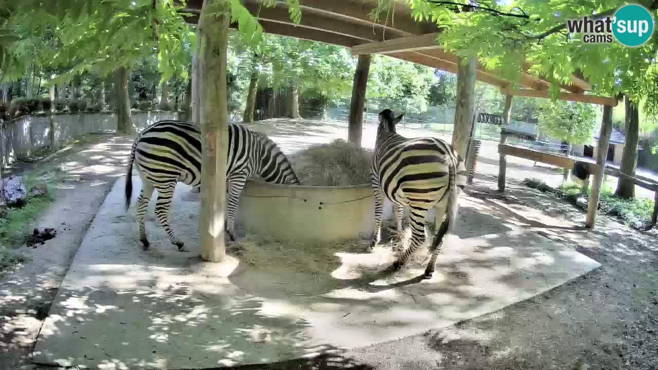 Live webcam Les zèbres in Ljubljana ZOO – Slovénie