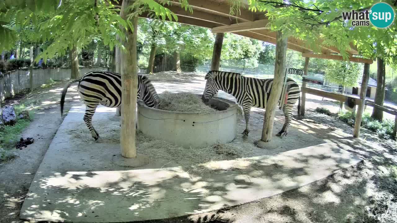 Live webcam Les zèbres in Ljubljana ZOO – Slovénie
