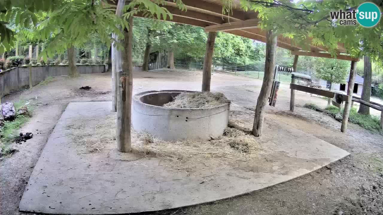 Le Zebre nello ZOO di Ljubljana – Slovenia Live webcam