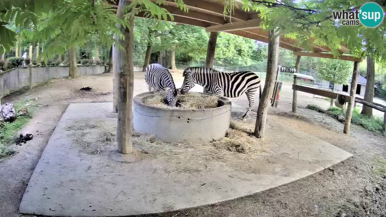 Camera en vivo Cebras in Ljubljana ZOO – Eslovenia