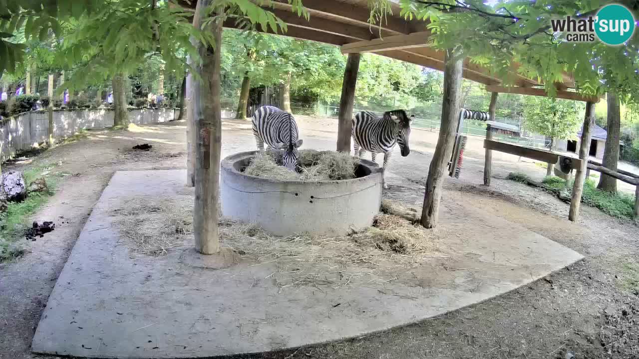 Camera en vivo Cebras in Ljubljana ZOO – Eslovenia