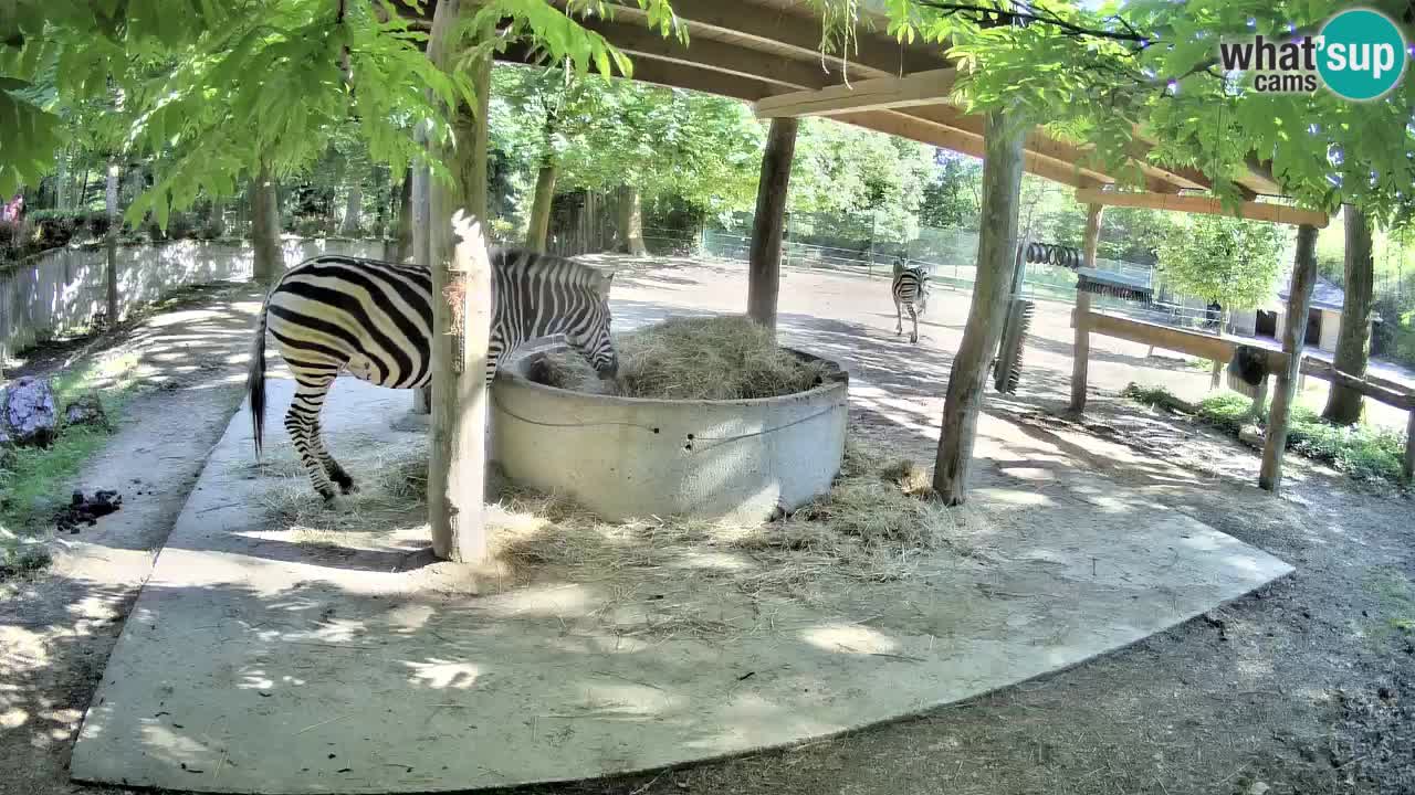 Live webcam Zebras in Ljubljana ZOO – Slovenia
