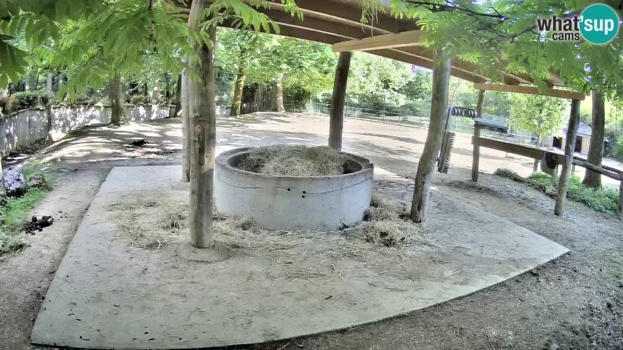 Live webcam Zebras in Ljubljana ZOO – Slovenia