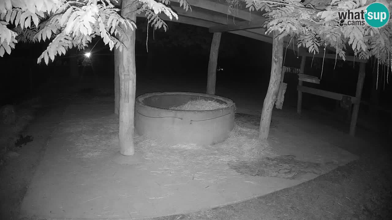 Zebre v živo v živalskem vrtu Ljubljana ZOO spletne kamere