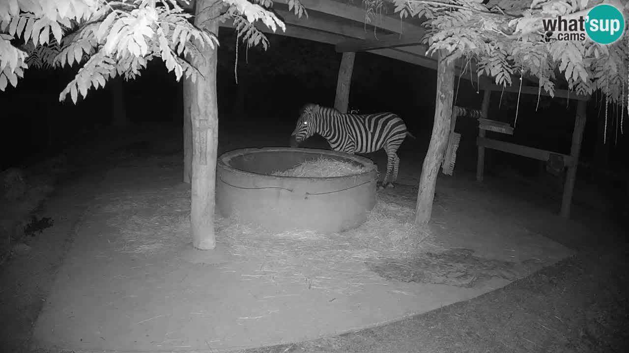 Live Webcam Zebras in Ljubljana ZOO – Slowenien