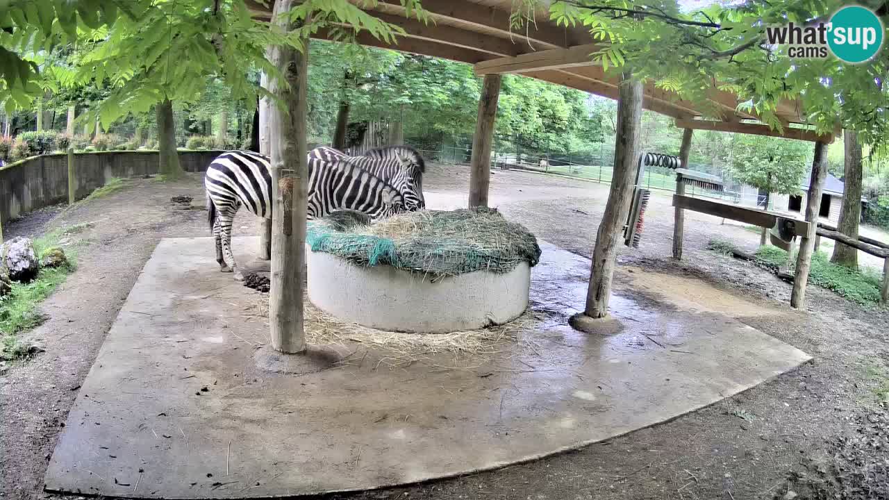 Web kamera uživo Zebras u ZOO Ljubljana – Slovenija