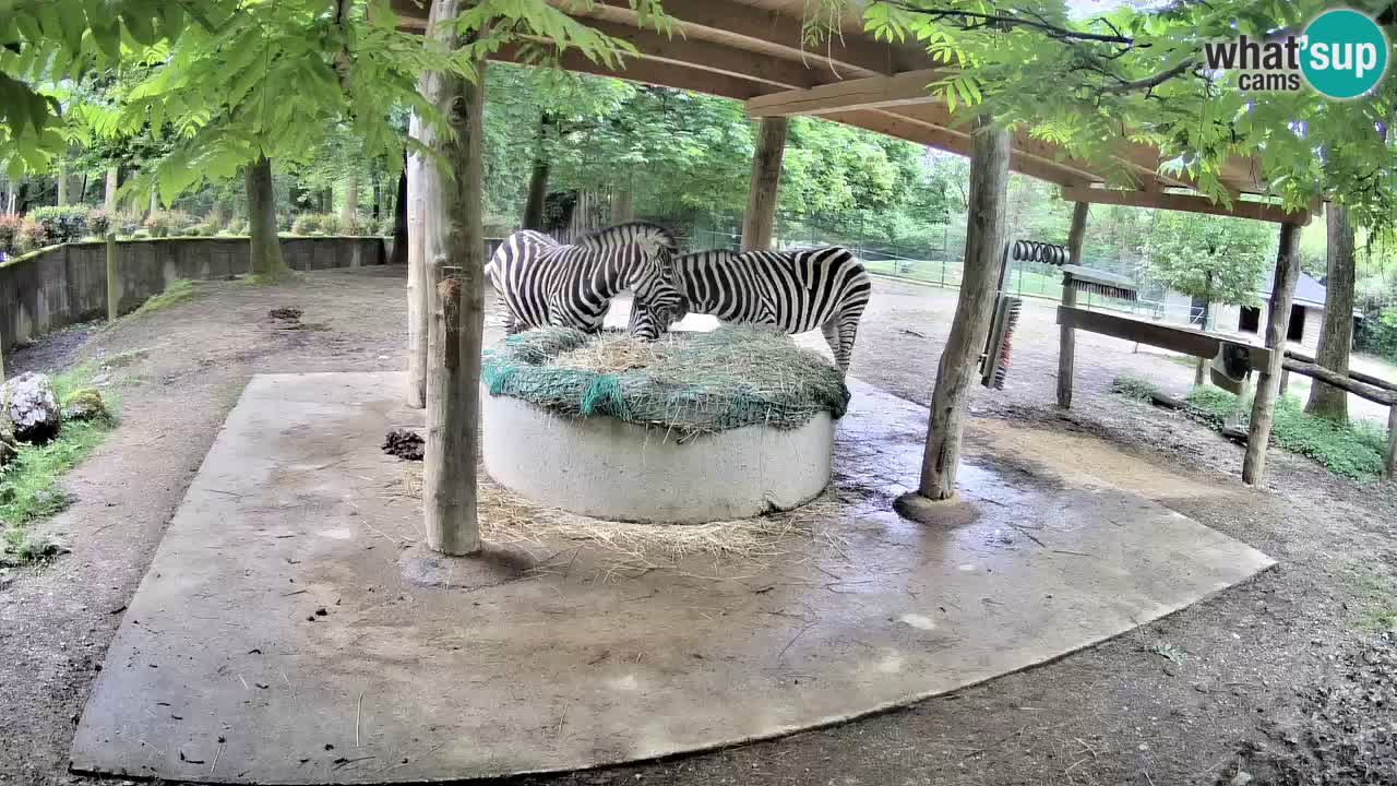 Le Zebre nello ZOO di Ljubljana – Slovenia Live webcam
