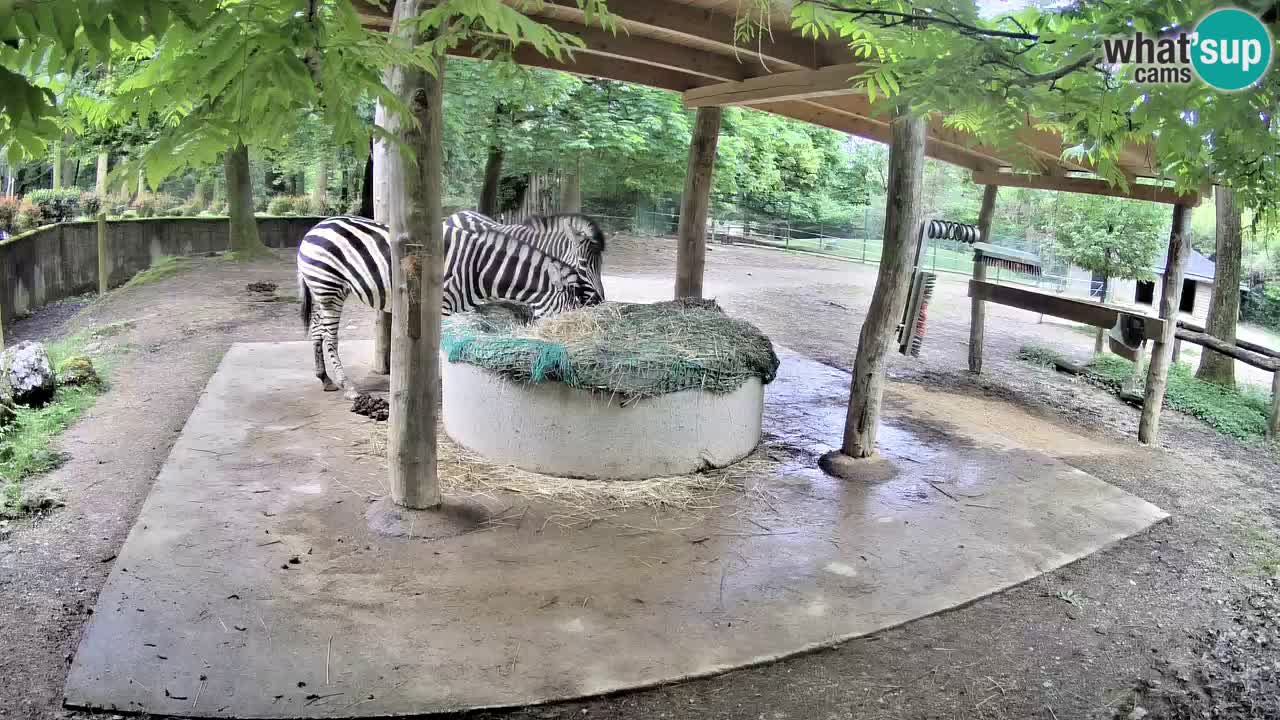 Web kamera uživo Zebras u ZOO Ljubljana – Slovenija