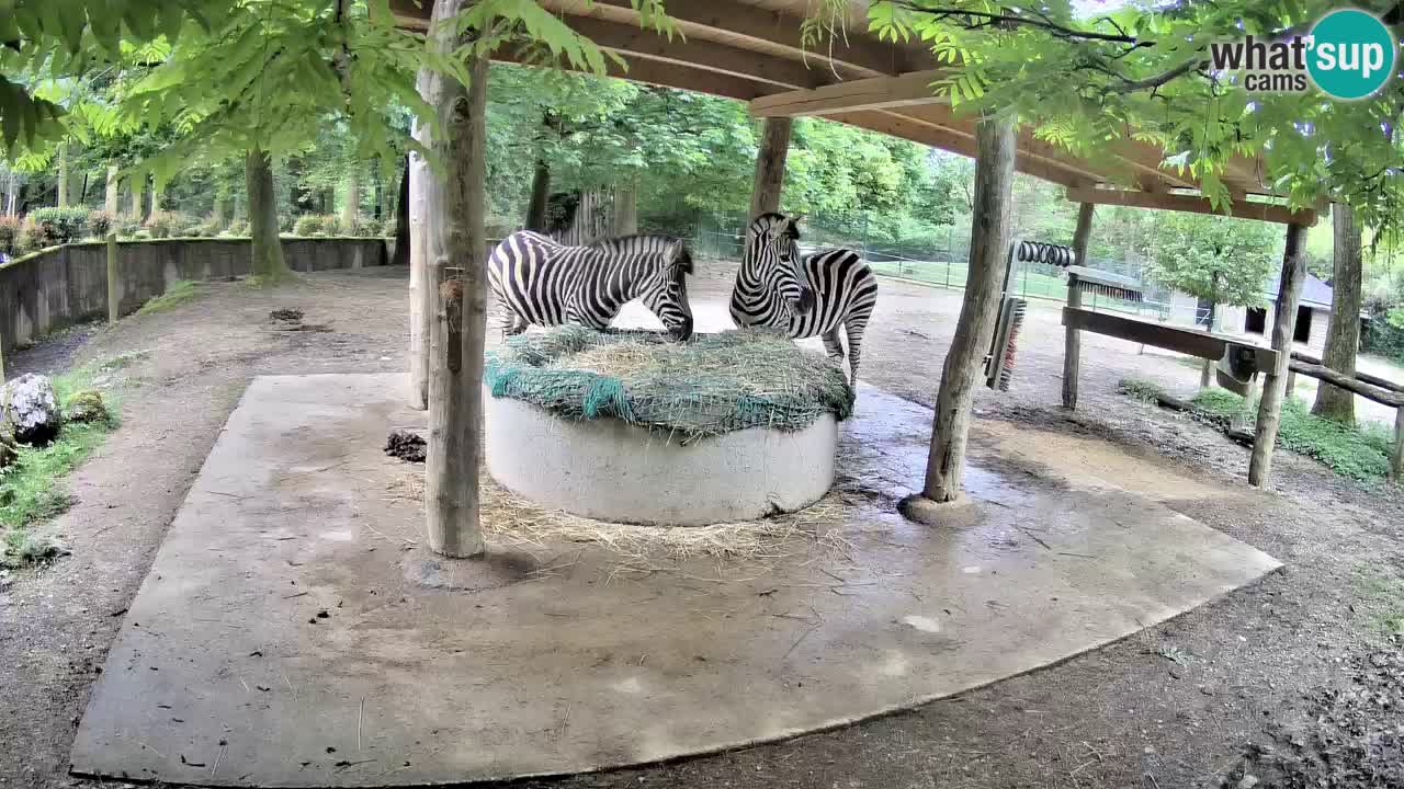 Camera en vivo Cebras in Ljubljana ZOO – Eslovenia