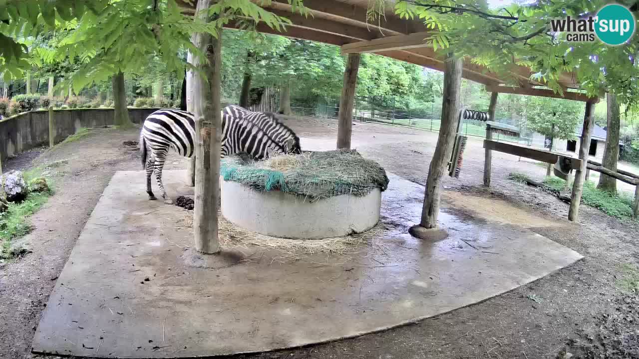 Live webcam Les zèbres in Ljubljana ZOO – Slovénie
