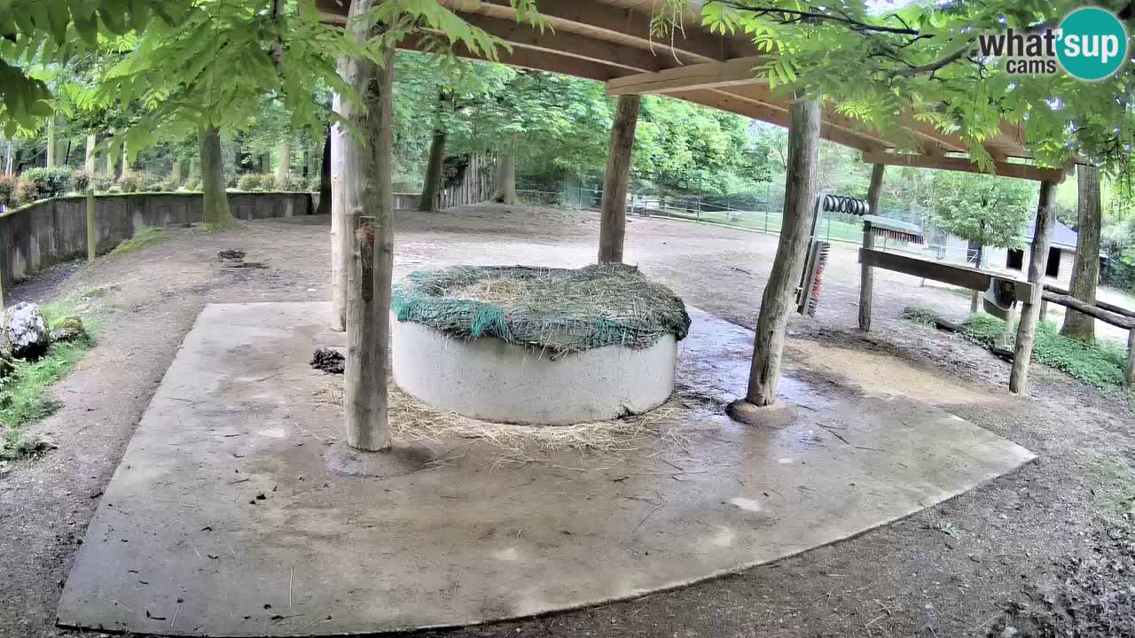Le Zebre nello ZOO di Ljubljana – Slovenia Live webcam