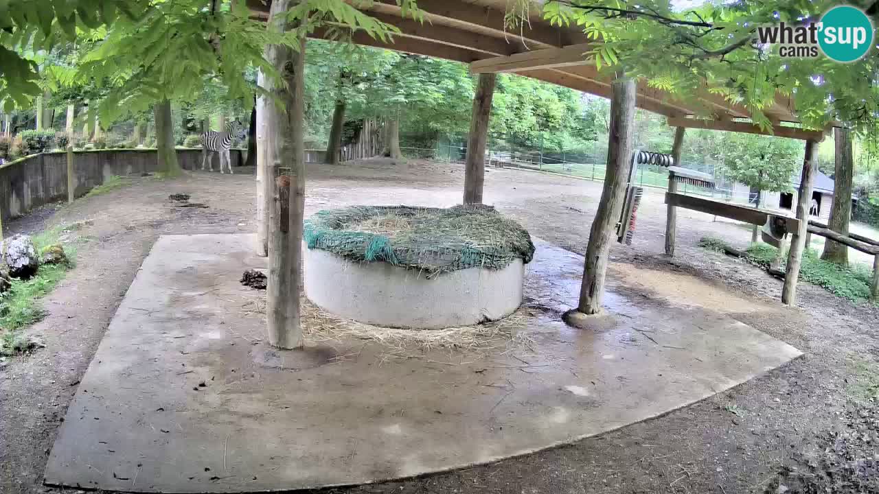 Live Webcam Zebras in Ljubljana ZOO – Slowenien