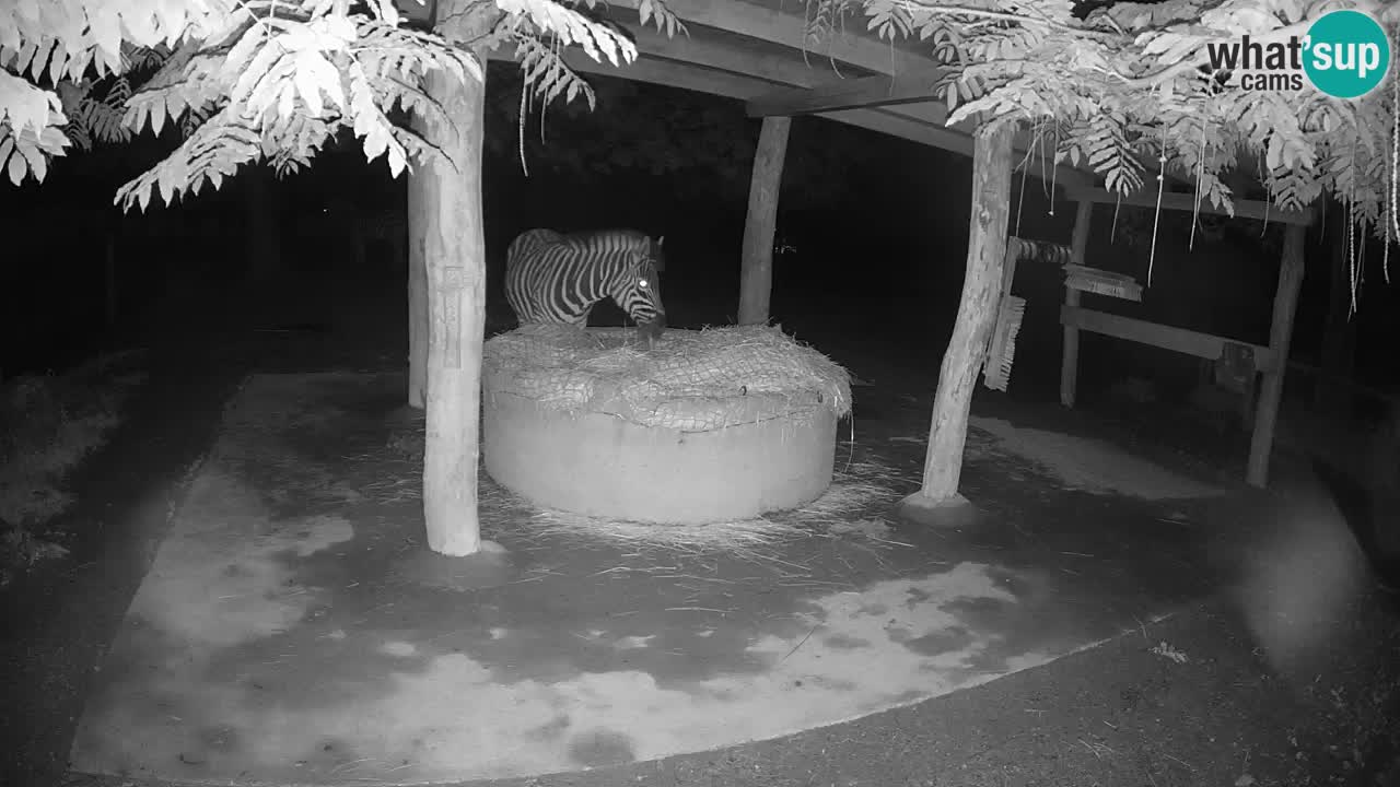 Live webcam Zebras in Ljubljana ZOO – Slovenia
