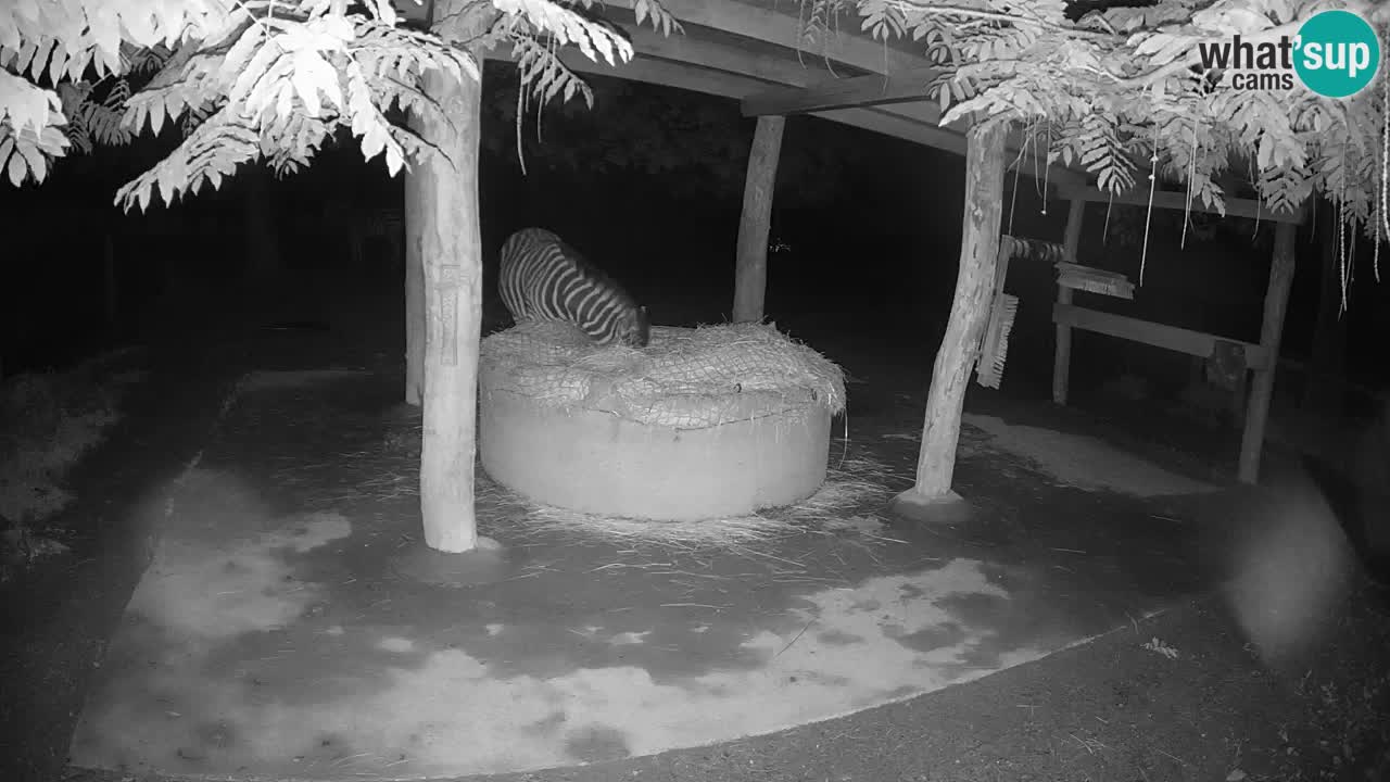 Camera en vivo Cebras in Ljubljana ZOO – Eslovenia