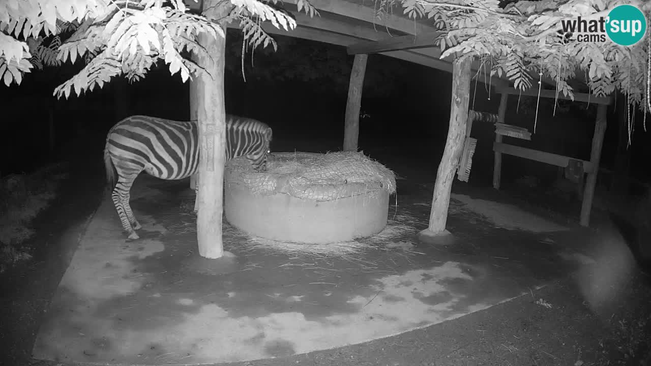 Camera en vivo Cebras in Ljubljana ZOO – Eslovenia