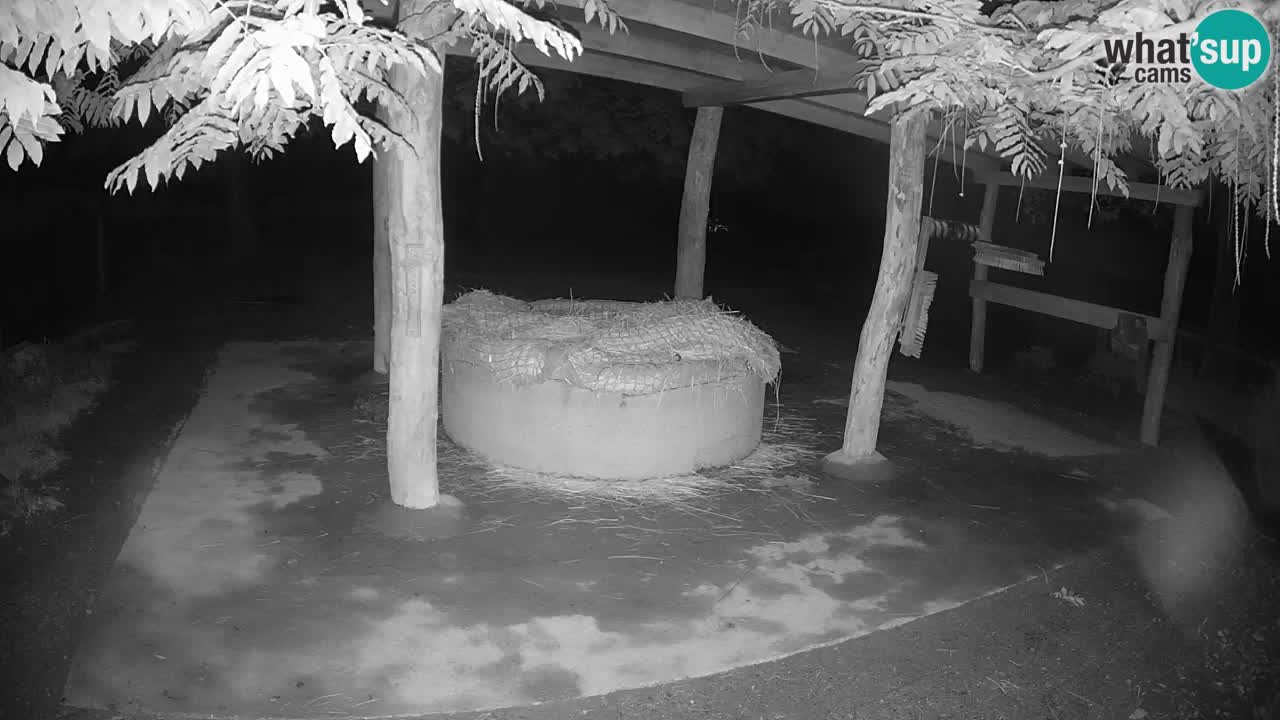 Live webcam Zebras in Ljubljana ZOO – Slovenia