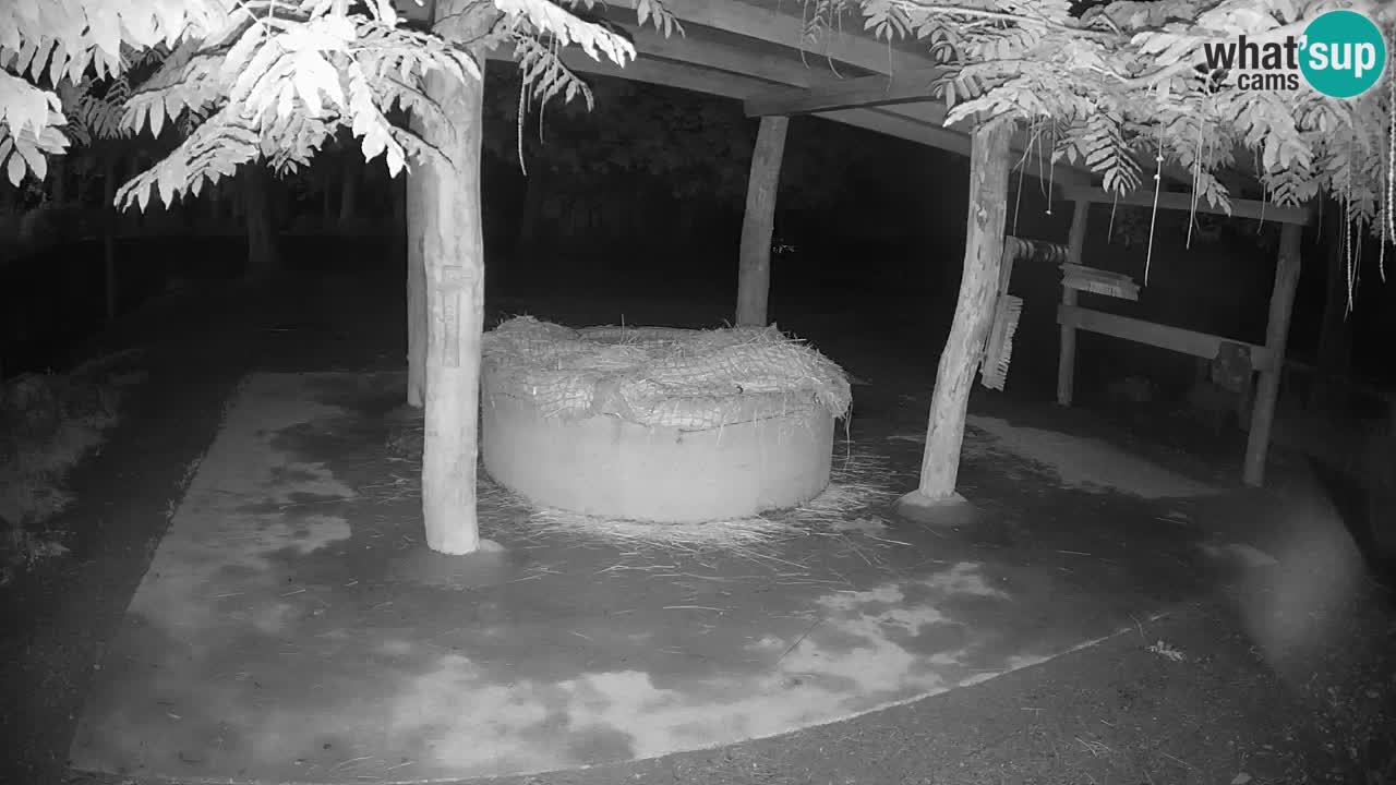 Live webcam Zebras in Ljubljana ZOO – Slovenia