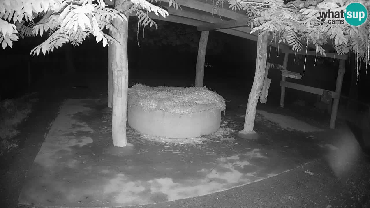 Le Zebre nello ZOO di Ljubljana – Slovenia Live webcam