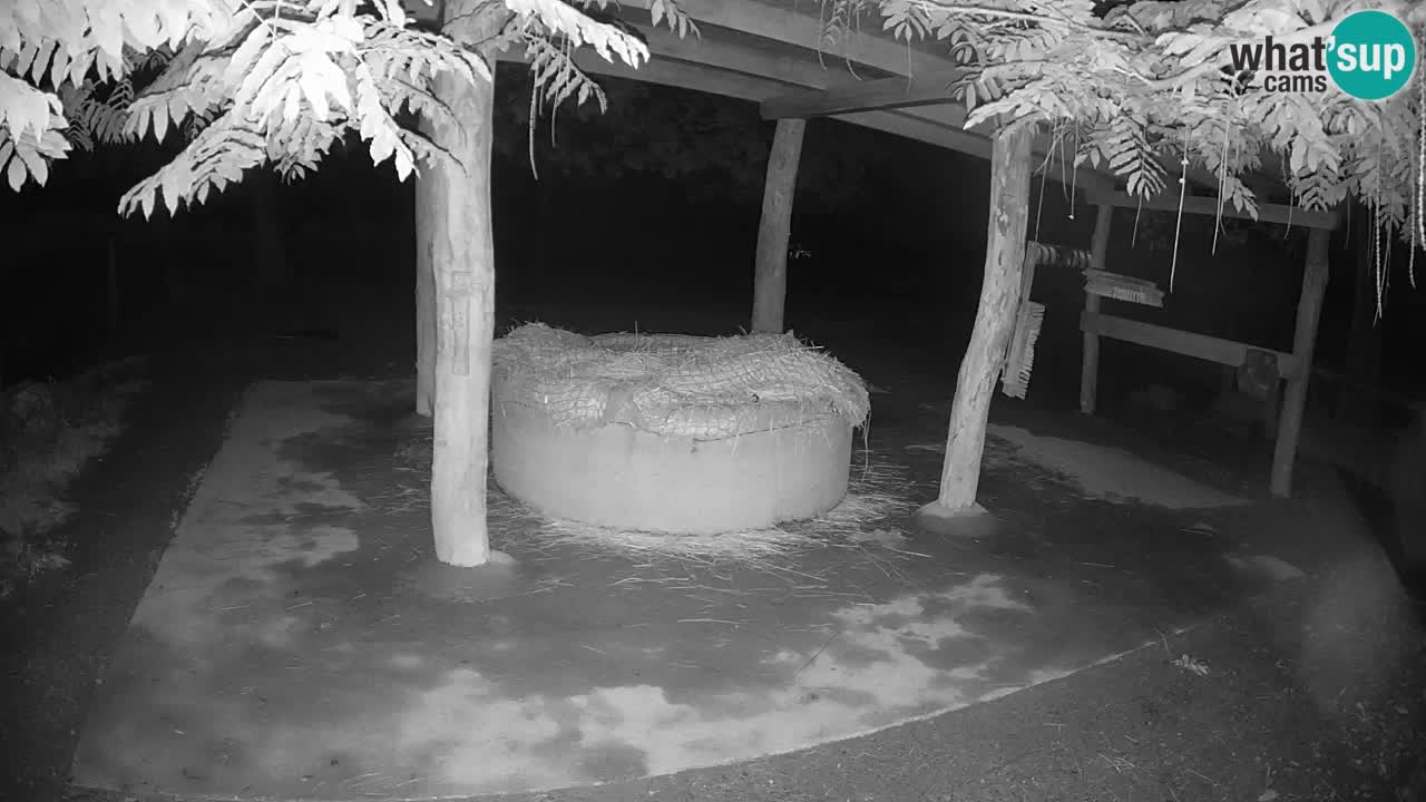 Zebre v živo v živalskem vrtu Ljubljana ZOO spletne kamere