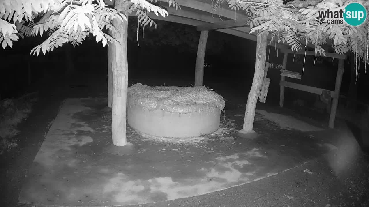 Le Zebre nello ZOO di Ljubljana – Slovenia Live webcam
