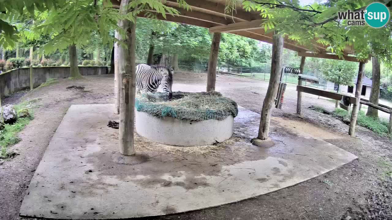Live webcam Zebras in Ljubljana ZOO – Slovenia