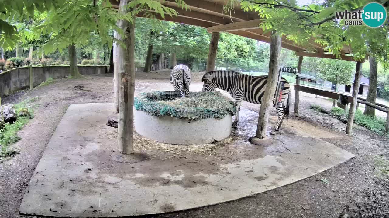 Le Zebre nello ZOO di Ljubljana – Slovenia Live webcam