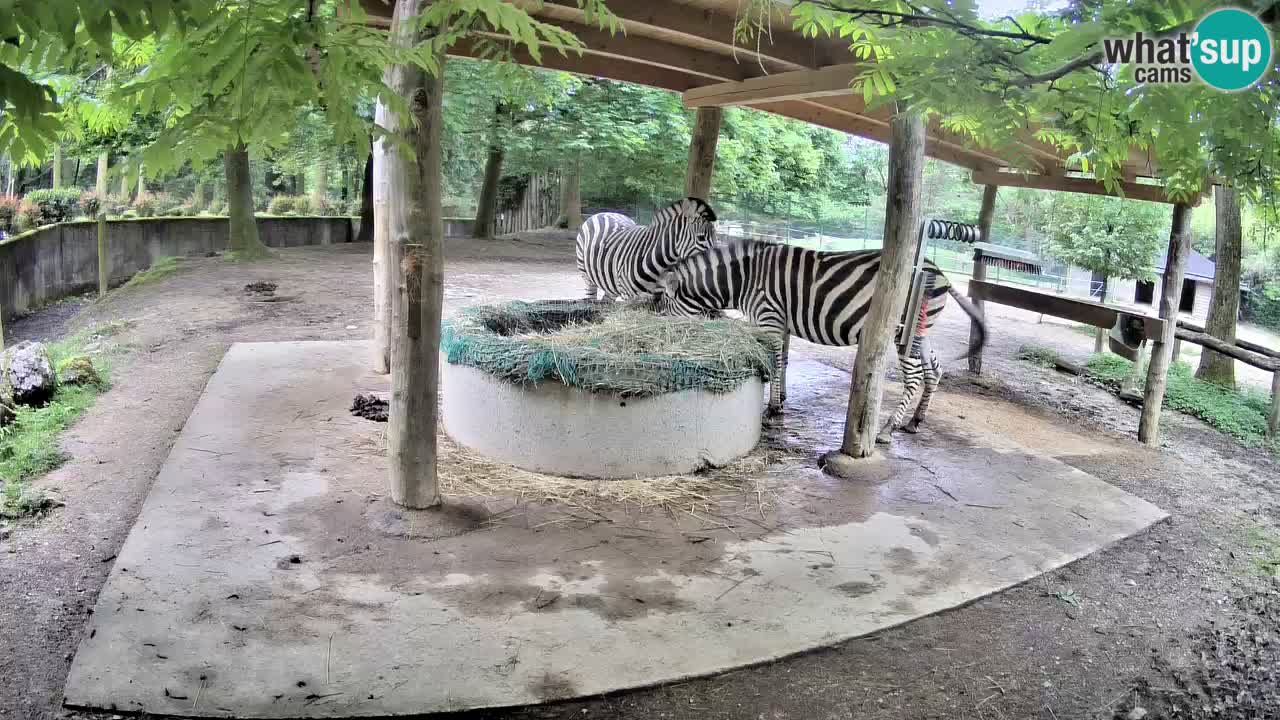 Web kamera uživo Zebras u ZOO Ljubljana – Slovenija