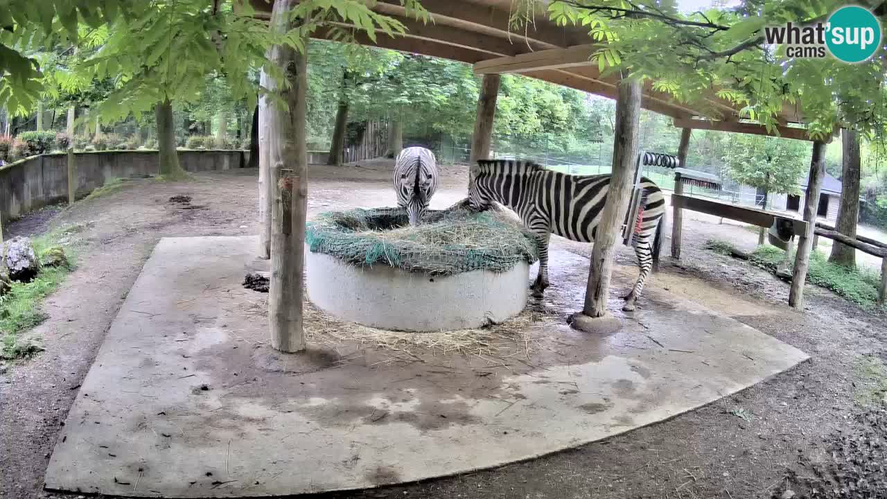 Zebre v živo v živalskem vrtu Ljubljana ZOO spletne kamere