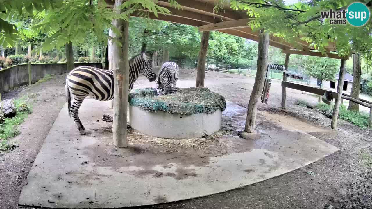 Live Webcam Zebras in Ljubljana ZOO – Slowenien