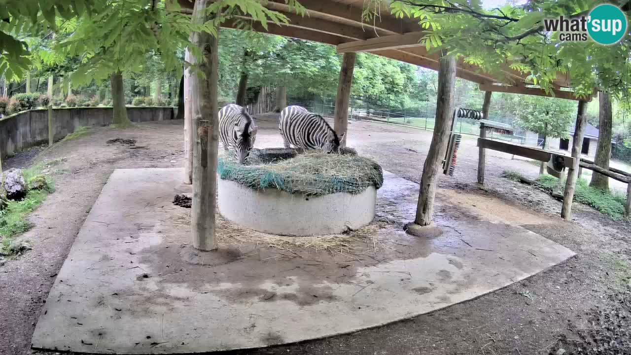 Web kamera uživo Zebras u ZOO Ljubljana – Slovenija