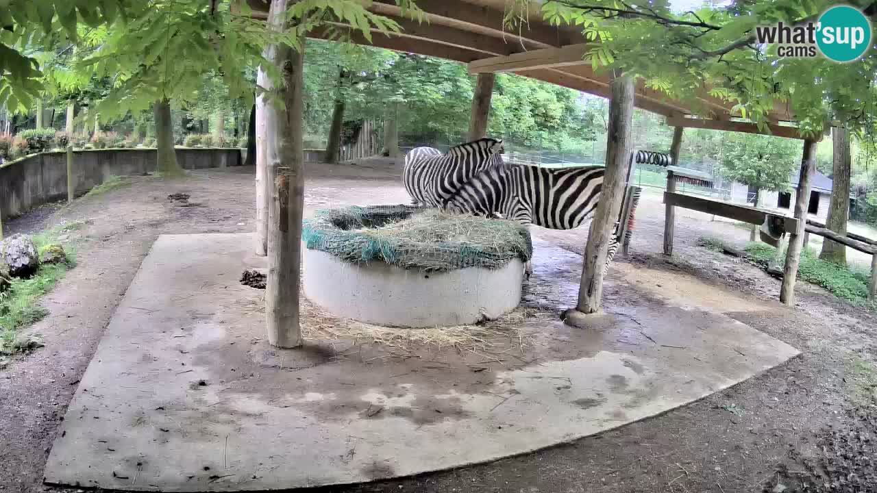 Live webcam Zebras in Ljubljana ZOO – Slovenia