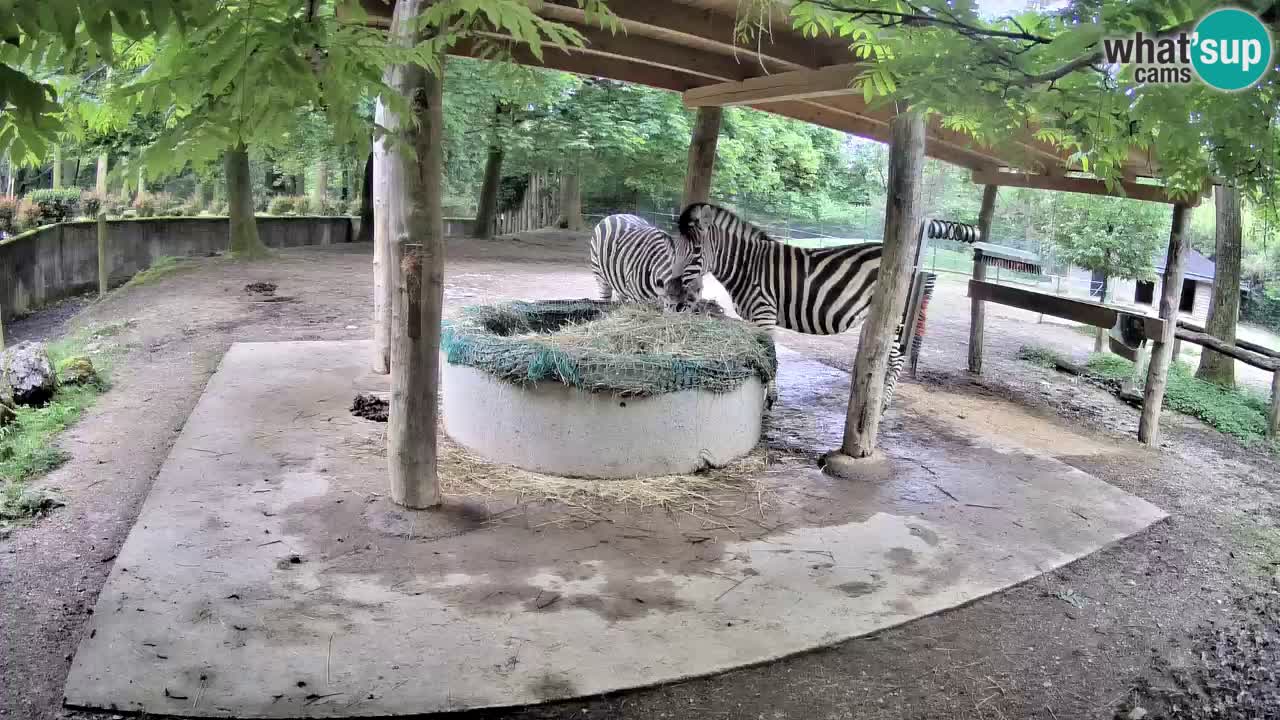 Zebre v živo v živalskem vrtu Ljubljana ZOO spletne kamere