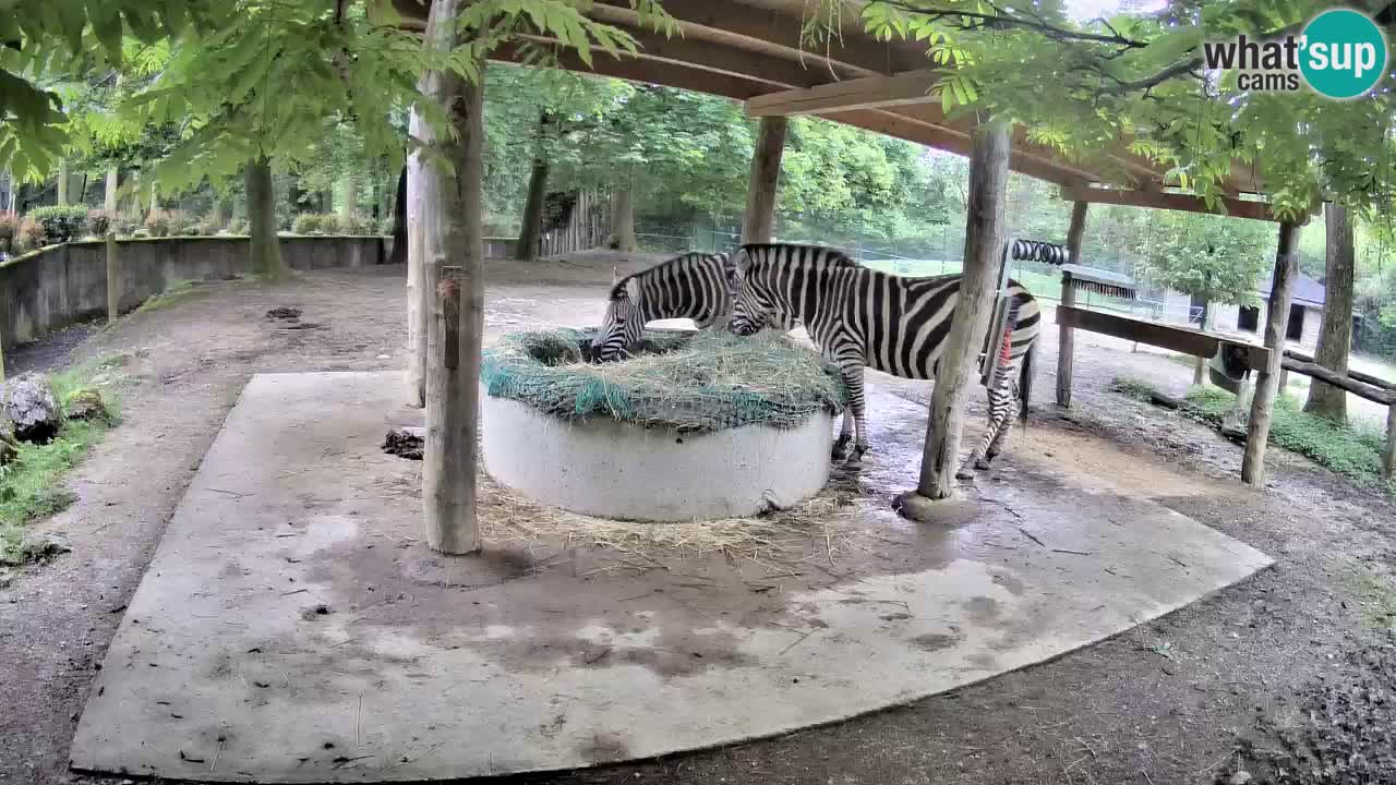 Live webcam Zebras in Ljubljana ZOO – Slovenia