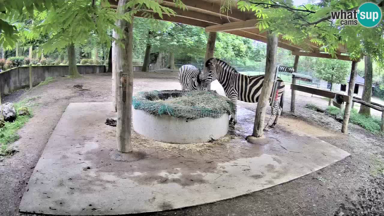 Live webcam Zebras in Ljubljana ZOO – Slovenia