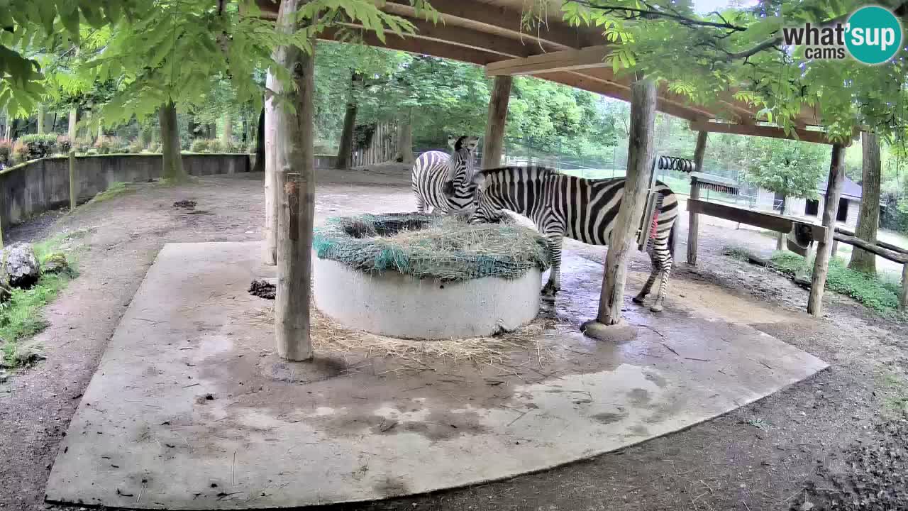 Live webcam Zebras in Ljubljana ZOO – Slovenia
