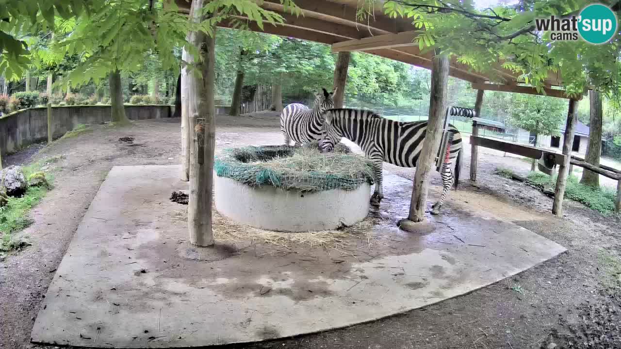 Live webcam Les zèbres in Ljubljana ZOO – Slovénie
