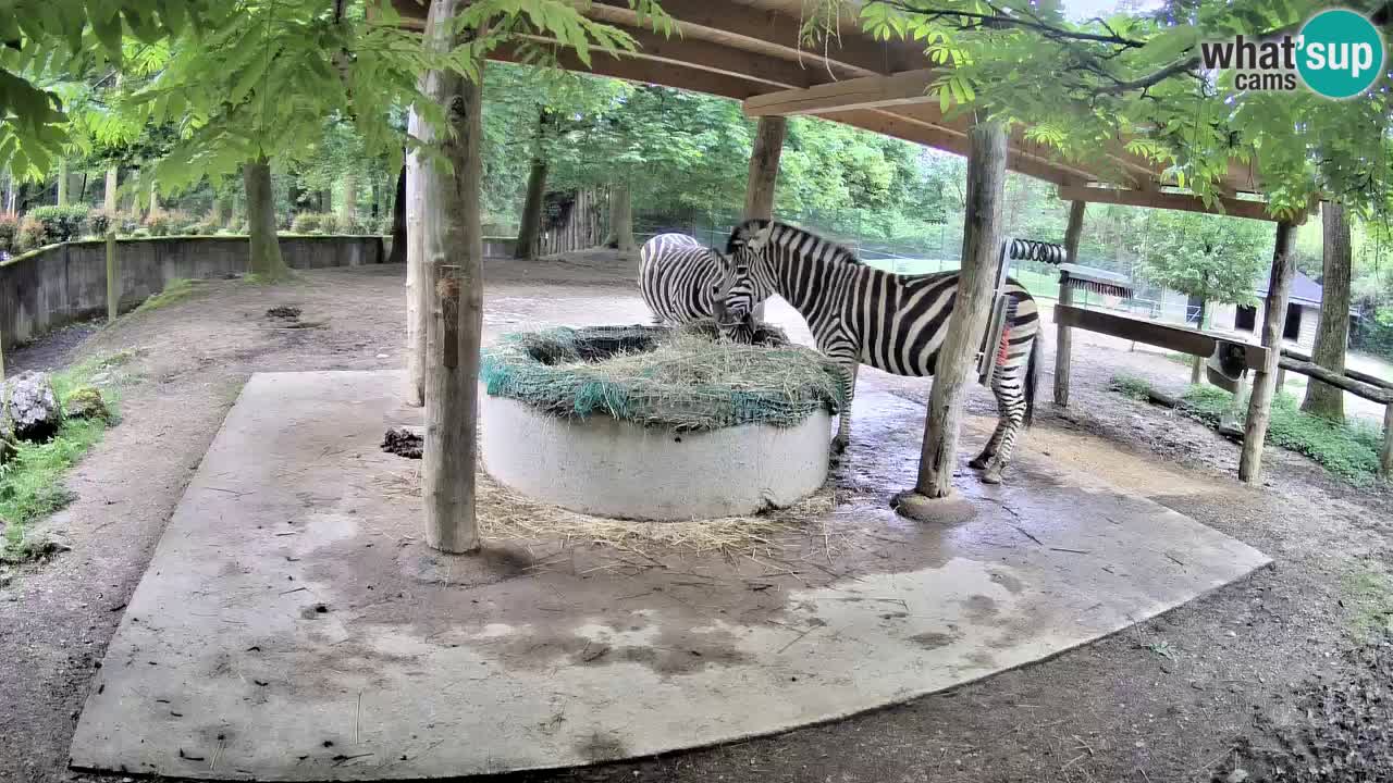 Live webcam Les zèbres in Ljubljana ZOO – Slovénie