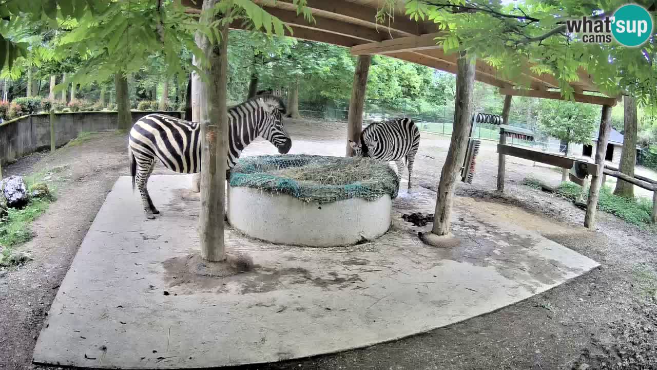 Live Webcam Zebras in Ljubljana ZOO – Slowenien