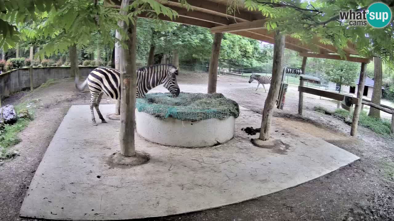 Live webcam Zebras in Ljubljana ZOO – Slovenia