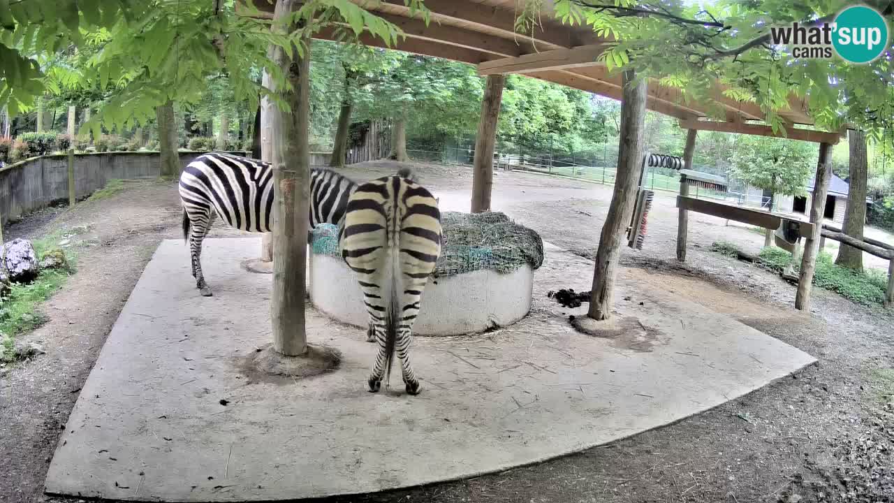Web kamera uživo Zebras u ZOO Ljubljana – Slovenija
