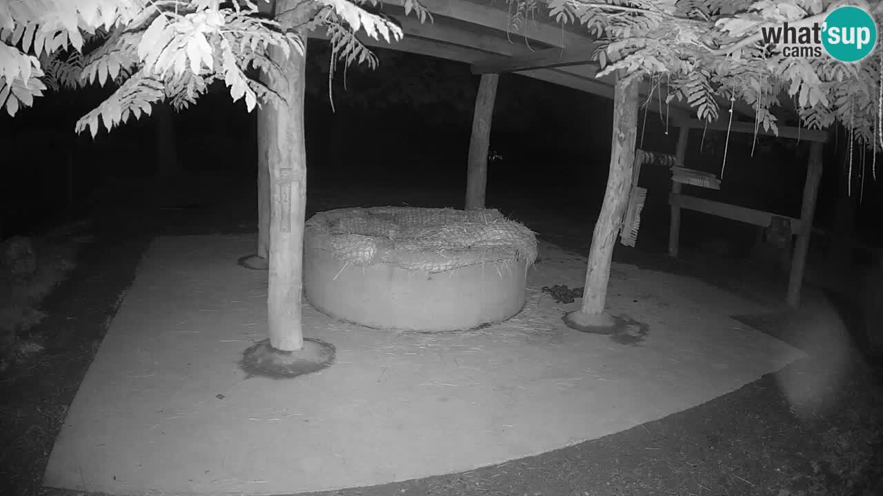Live webcam Les zèbres in Ljubljana ZOO – Slovénie