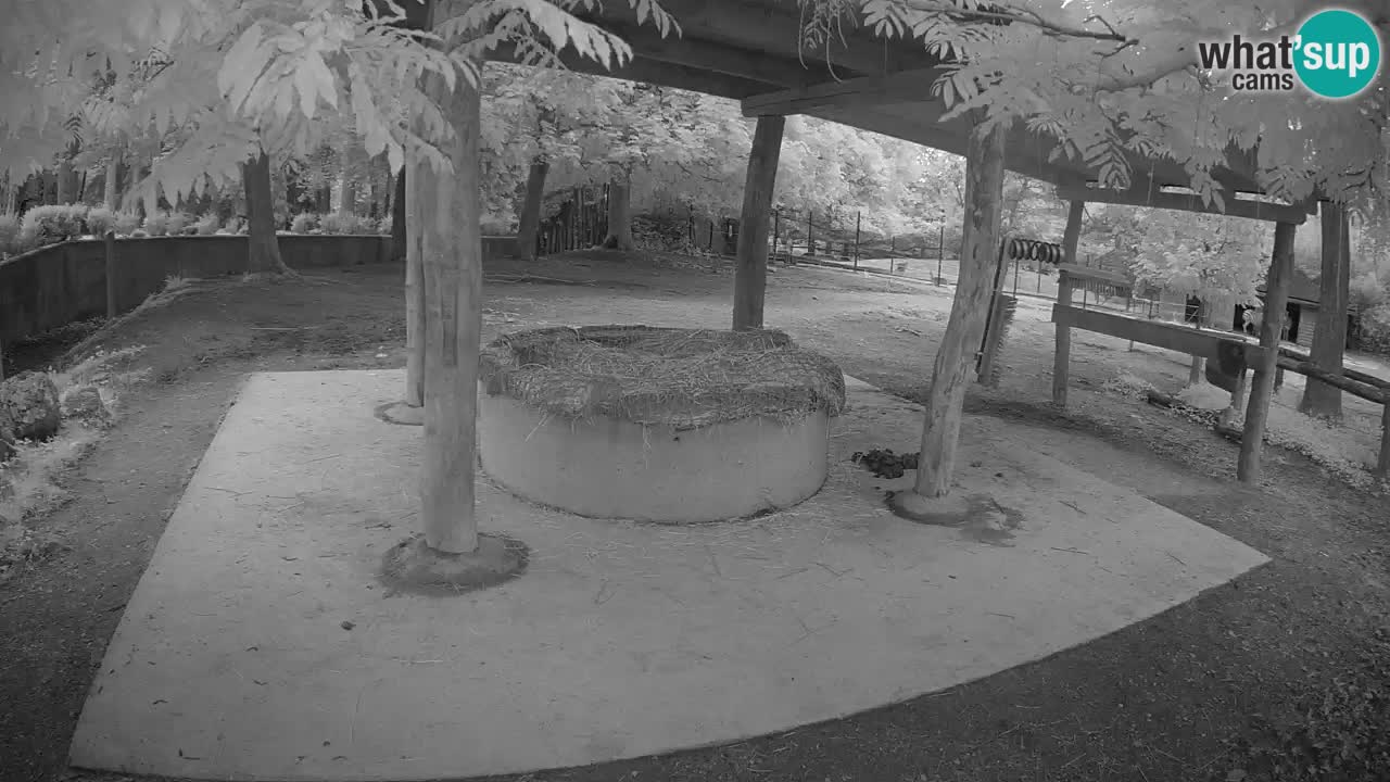 Camera en vivo Cebras in Ljubljana ZOO – Eslovenia