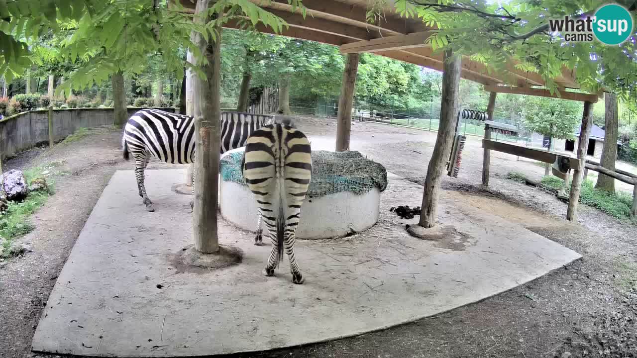 Live webcam Les zèbres in Ljubljana ZOO – Slovénie