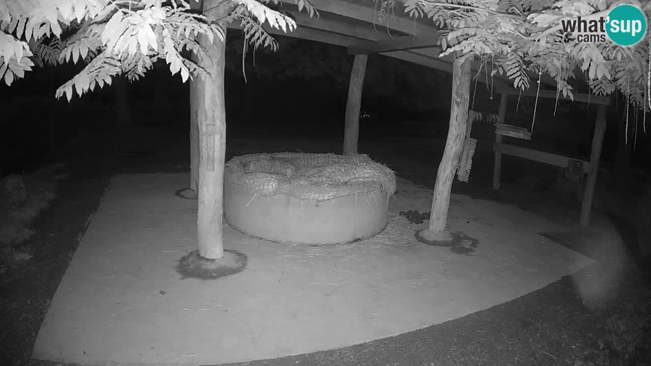 Camera en vivo Cebras in Ljubljana ZOO – Eslovenia